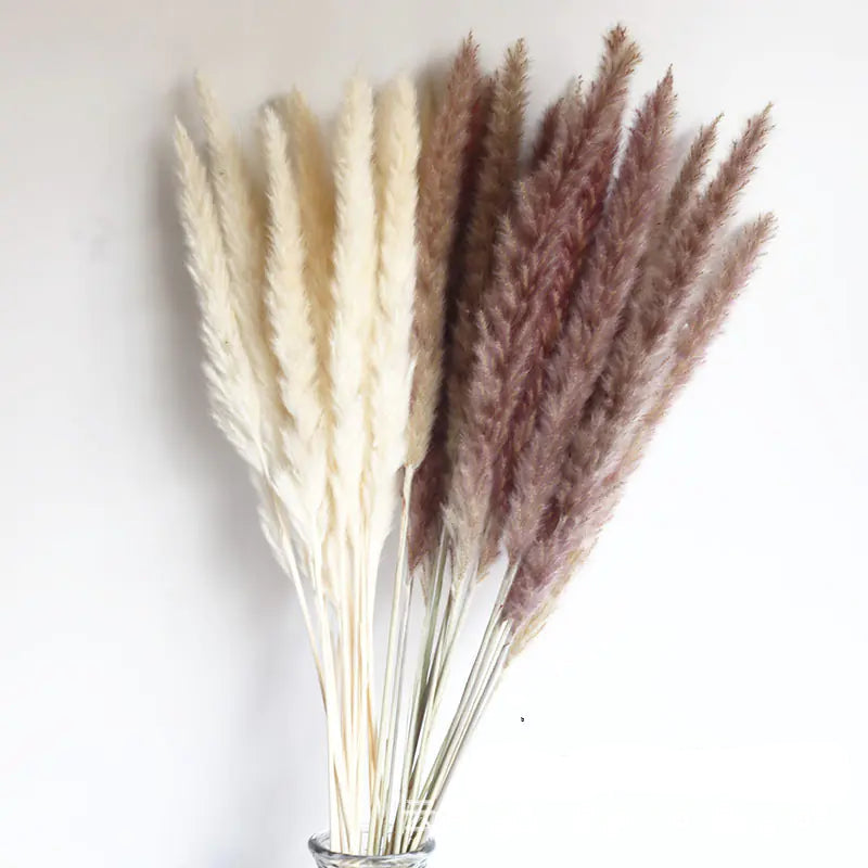 Soft beige pampas stems for boho home décor - Living Abroad Creations