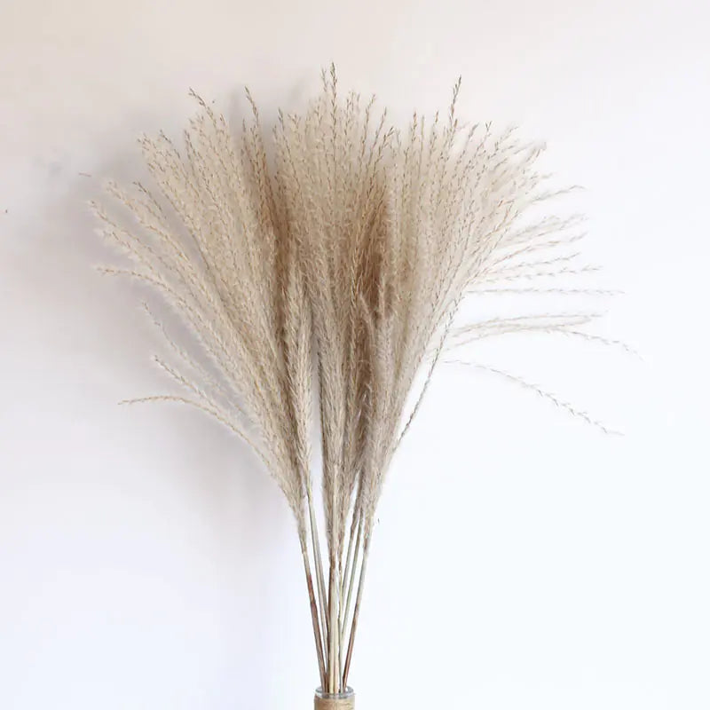Delicate dried pampas for sustainable décor - Living Abroad Creations